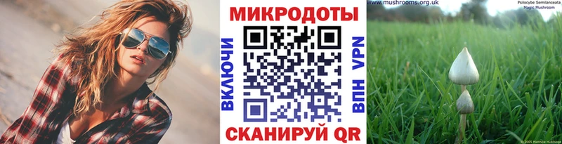 Галлюциногенные грибы Psilocybine cubensis  Светлоград 